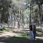Reforestarán con 400 árboles de pinos y encinos a la Ciudad Deportiva