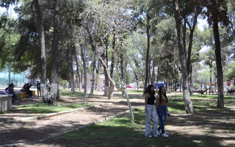 Reforestarán con 400 árboles de pinos y encinos a la Ciudad Deportiva thumbnail