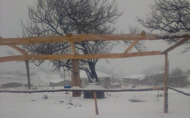 ¡Chihuahua se pinta de blanco! Reportan nevada en región de Madera – Cuauhtémoc thumbnail