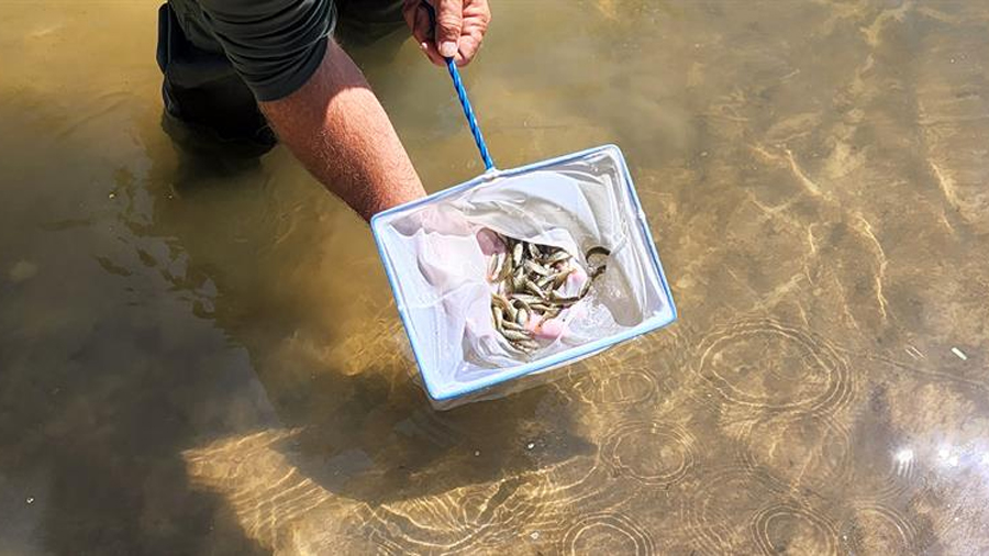 16.2.- Logran criar peces nativos de Florida, geneticamente puros thumbnail