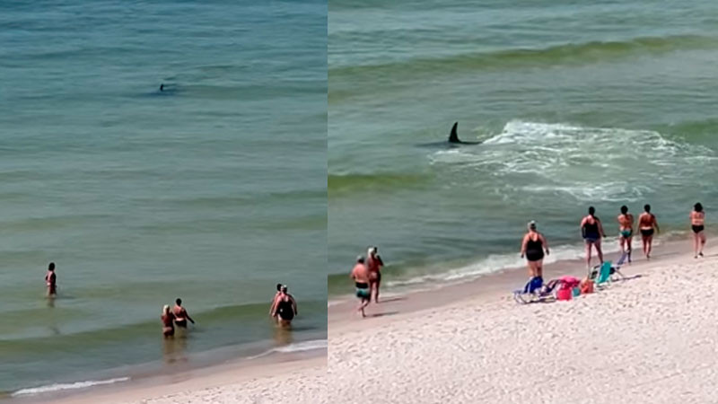 Tiburón y mantarraya protagonizan sorprendente pelea frente a turistas en EEUU