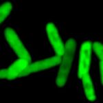 Bacteria que causa fiebre tifoidea cada vez resiste más a los antibióticos