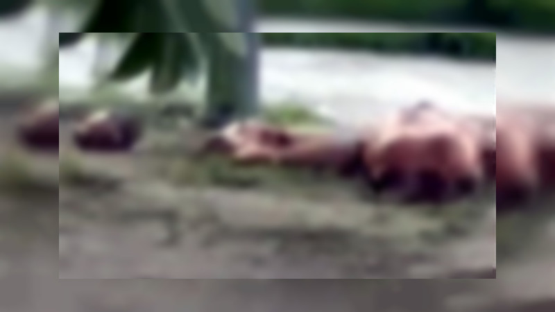 21.2.- Encuentran cadáveres mutilados de dos mujeres en Manzanillo- Les quitaron la piel de los rostros thumbnail