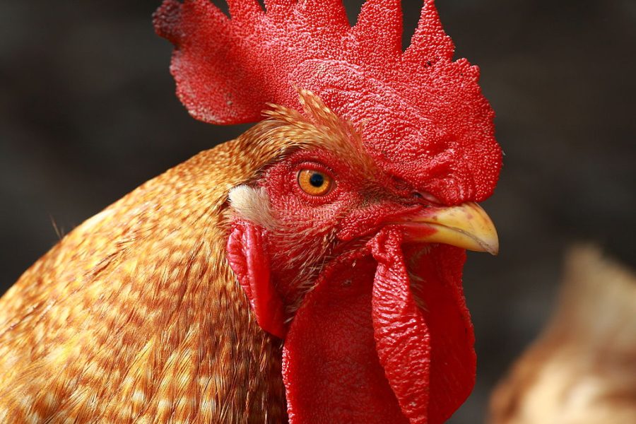 Hombre en Irlanda murió tras ser atacado por un gallo