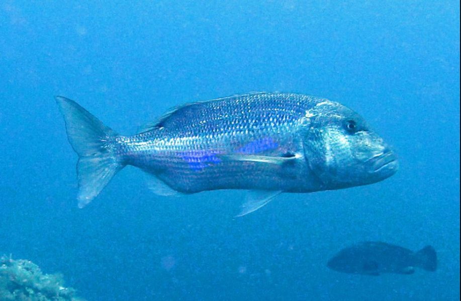 Capturan en aguas de Ceuta el pez dentón de mayor peso en el mundo: 18,7 kilos