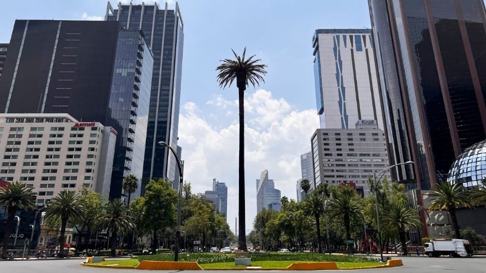 Ahuehuete que sustituirá a La Palma en Reforma ya viene en camino para la CDMX thumbnail