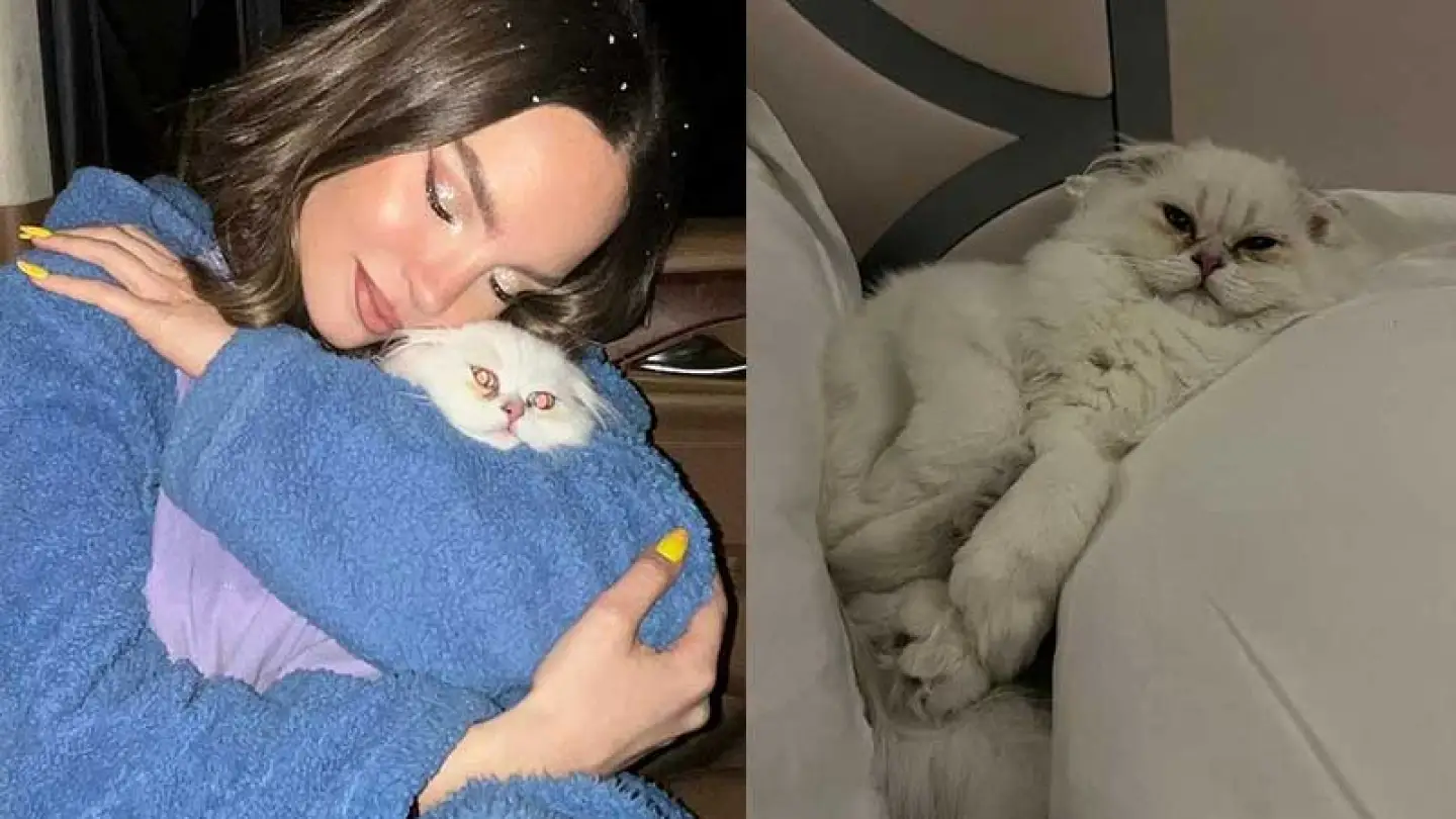 Belinda pierde a su gatito y lo encuentra en inesperado lugar
