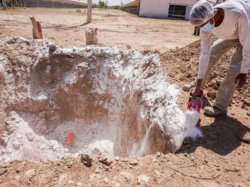 Casi 2 millones de aves fueron enterradas en fosas sanitarias por influenza aviar thumbnail