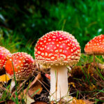 Colorado aprueba ley que permite el cultivo y consumo de hongos psicodélicos