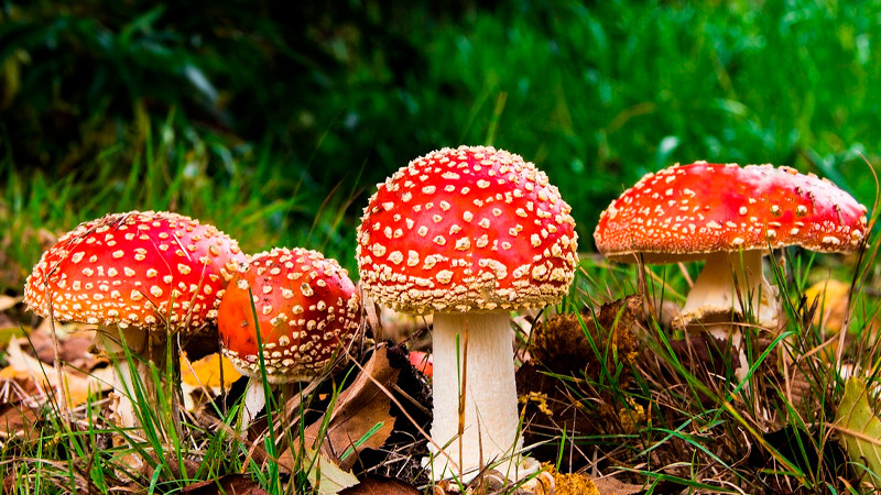 Colorado aprueba ley que permite el cultivo y consumo de hongos psicodélicos thumbnail