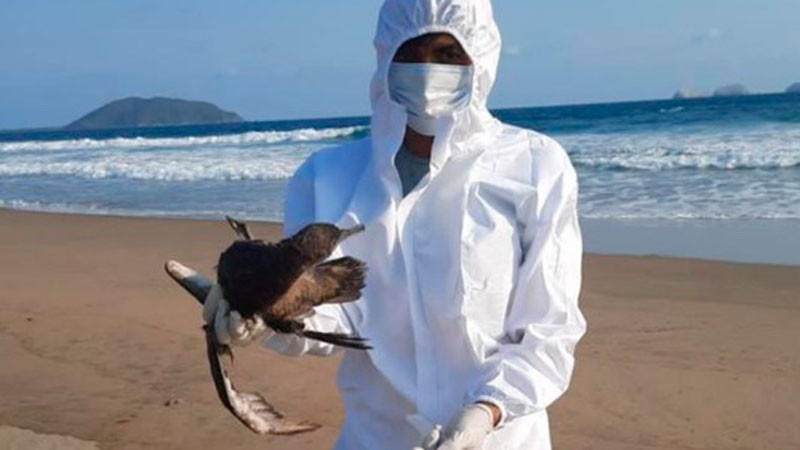 Descartan influenza aviar como causa de muerte de aves en costas del Pacífico mexicano thumbnail
