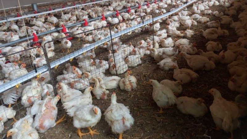 En cuarentena granjas de Sonora, Nuevo León y Jalisco por influenza aviar