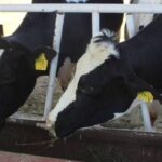 Ganaderos sufren por las altas temperaturas en Ahumada