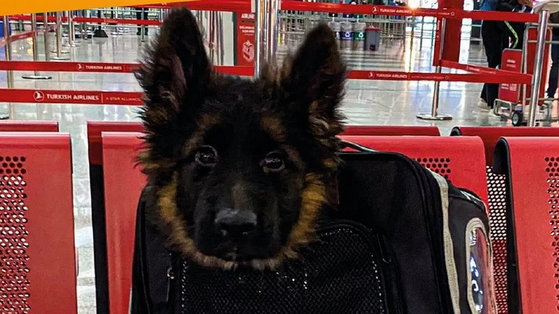 Llega a México canino donado por Turquía tras muerte de Proteo
