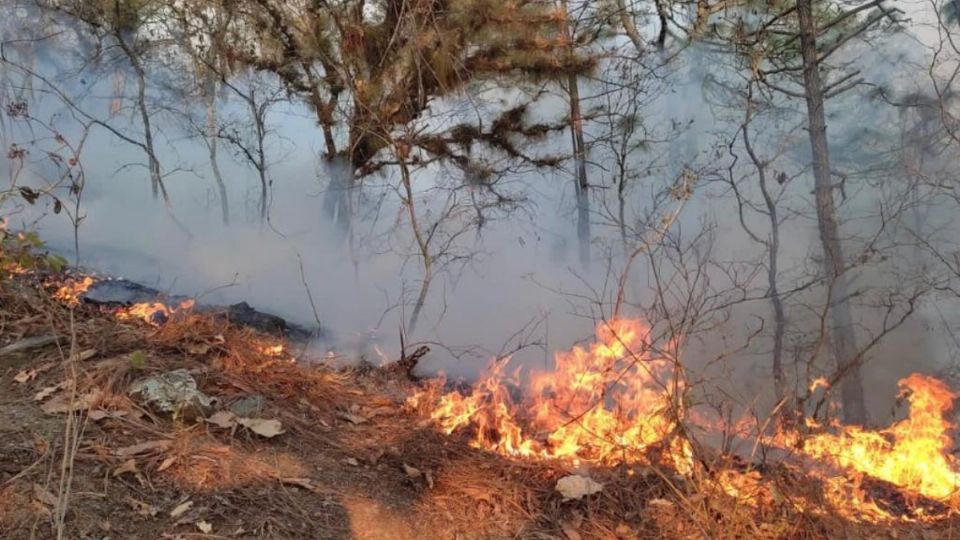 Oaxaca reporta seis incendios forestales activos; 99 fueron sofocados thumbnail