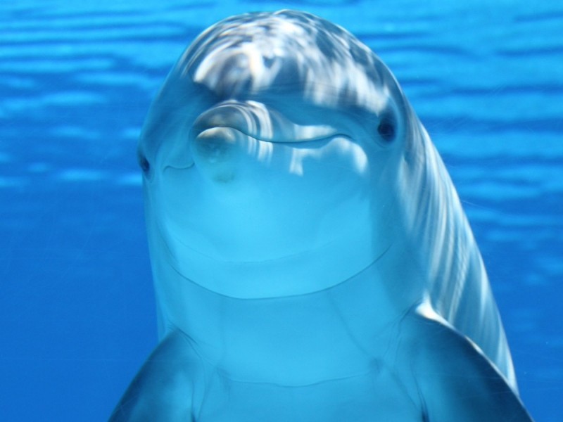 Plomo en animales acuáticos Investigadores de IPN hallan metales en delfines thumbnail