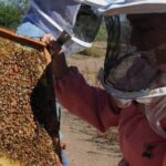 Producción de miel, por debajo del promedio durante mayo