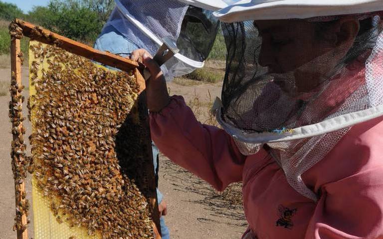 Producción de miel, por debajo del promedio durante mayo