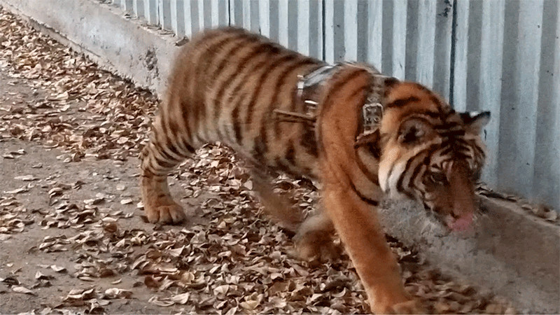 Tigre es rescatado de una persecución en Mazatlán thumbnail