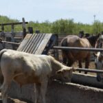 ¡Temen ganaderos! Falta de lluvias podría desencadenar aumento en precio de forrajes