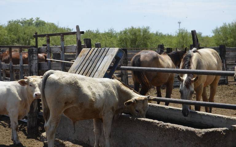 ¡Temen ganaderos! Falta de lluvias podría desencadenar aumento en precio de forrajes