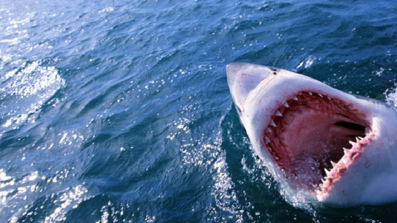 Tiburón ataca a una mujer de 50 años en playa de Nueva York