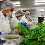 Fortalece alianza público-privada a México en sanidad e inocuidad de alimentos