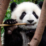 Por primera vez nace un cachorro de oso panda en el Zoológico de Moscú