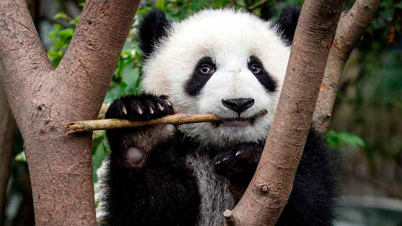 Por primera vez nace un cachorro de oso panda en el Zoológico de Moscú
