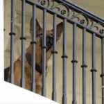 El perro comandante de Biden ya no está en la Casa Blanca después de incidentes de mordeduras