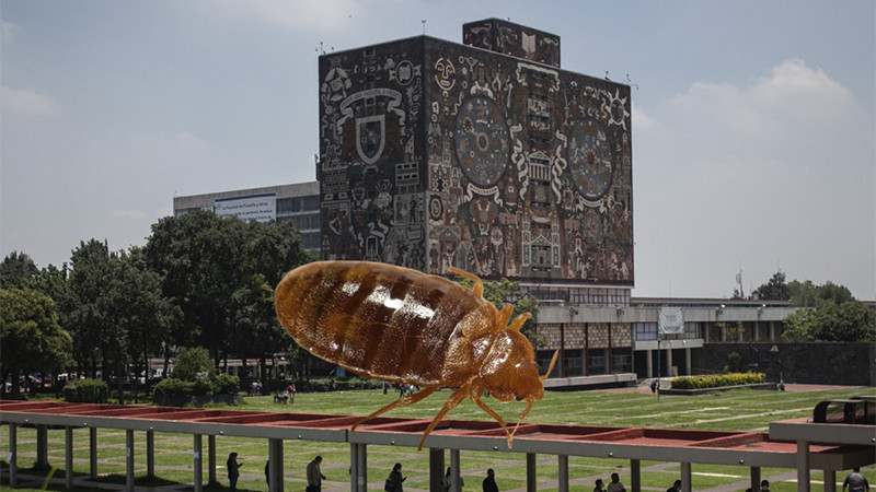 UNAM asegura que sus edificios no son favorables para ‘hospedar’ chinches