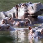 Colombia busca control de hipopótamos con esterilización, traslado y eutanasia