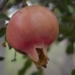 Pocos agricultores han reconvertido sus cultivos en otros que sean más rentables: Sader