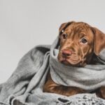 IMPAS emite recomendaciones para cuidar a mascotas por bajas temperaturas