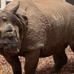 Llega un rinoceronte a el zoológico de El Paso