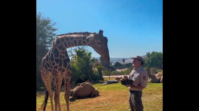 Jirafa «Benito» se integra a su nueva manada, en Africam Safari Puebla