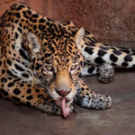 Pareja de jaguares llega al Zoo de Morelia con fines reproductivos