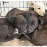 Recibe RAMM hasta 70 denuncias de maltrato animal y abandono