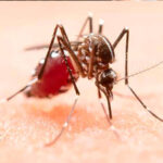 Argentina presenta brote histórico de dengue; suman 119 muertes en el año