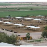 Venden rancho productor de Leche Zaragoza en Delicias