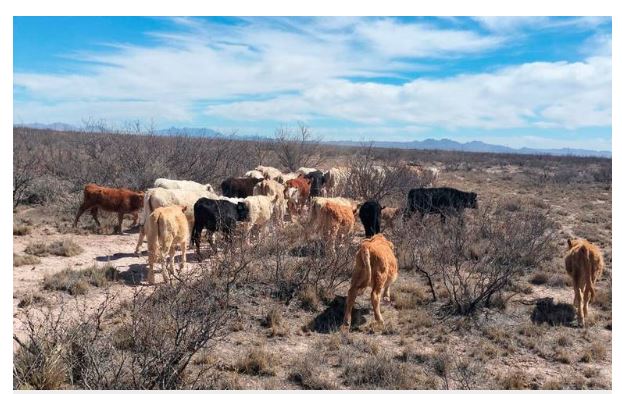 ¡Desolador!, muere 20% del ganado de Ahumada a causa de la sequía