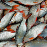 Declaran estado de emergencia en Volos, Grecia, por aparición de toneladas de peces muertos