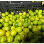 Kilo de limón alcanza los 50 pesos en la primera quincena de agosto
