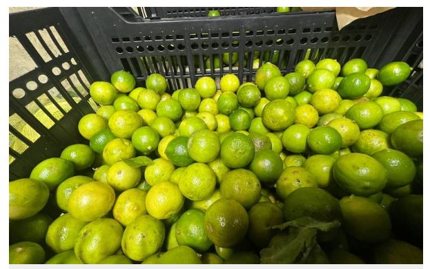 Kilo de limón alcanza los 50 pesos en la primera quincena de agosto