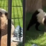 Insólito: zoológico en China admite que sus ‘pandas” son perritos pintados tras polémica