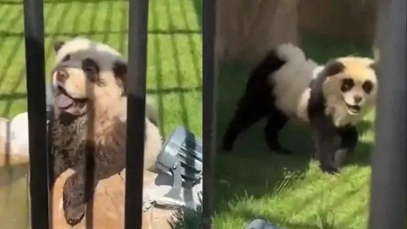 Insólito: zoológico en China admite que sus ‘pandas” son perritos pintados tras polémica