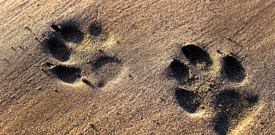 Corea del Sur invertirá 82 millones de dólares para cerrar industria de carne de perro