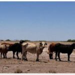 Sólo tres municipios de Chihuahua no registran sequía