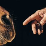 Creía que conocía a los caballos; entonces aprendió a escuchar de verdad