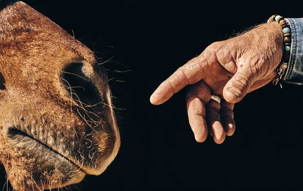 Creía que conocía a los caballos; entonces aprendió a escuchar de verdad